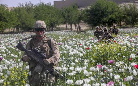 Afghanistan's poppy trade continues despite the Taliban's promise to end it  · Tashkent Citizen